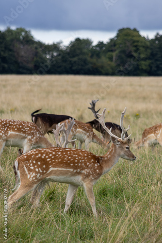 Fototapeta Naklejka Na Ścianę i Meble -  Herd of young wild deer and with big crows running on fresh grass in Phoenix Park in Dublin, Ireland. The 708-hectare park is connected to the 