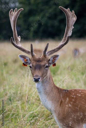 Herd of young wild deer and with big crows running on fresh grass in Phoenix Park in Dublin, Ireland. The 708-hectare park is connected to the "Dublin jockey area", with birds, a zoo and a fortress.