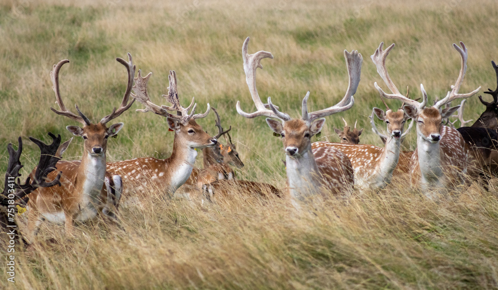 Fototapeta premium Herd of young wild deer and with big crows running on fresh grass in Phoenix Park in Dublin, Ireland. The 708-hectare park is connected to the 