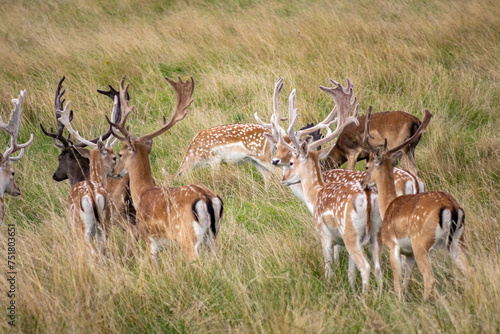 Fototapeta Naklejka Na Ścianę i Meble -  Herd of young wild deer and with big crows running on fresh grass in Phoenix Park in Dublin, Ireland. The 708-hectare park is connected to the 