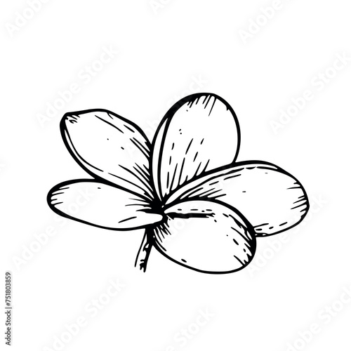 Tropical vector plumeria flower illustration on isolated background. Beautiful botanical hand painted linear exotic frangipani. For designers, spa decoration, postcards, wedding, greetings, wallpapers