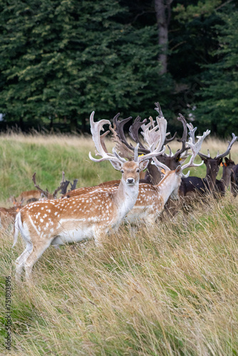 Herd of young wild deer and with big crows running on fresh grass in Phoenix Park in Dublin  Ireland. The 708-hectare park is connected to the  Dublin jockey area   with birds  a zoo and a fortress.
