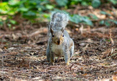 Charming squirrel on fallen pine leaves in National Botanic Gardens, Dublin, Ireland.  Large area with naturalist sections, formal gardens, an arboretum and a greenhouse with Victorian palms. photo