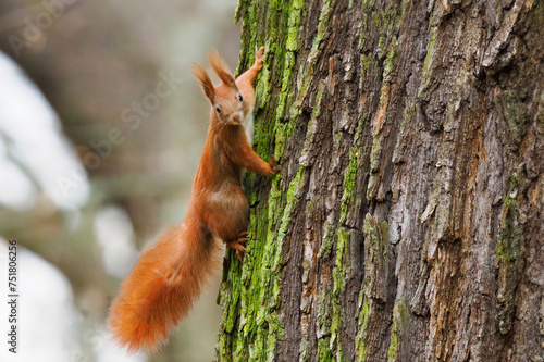 squirrel running along an oak tree in the forest