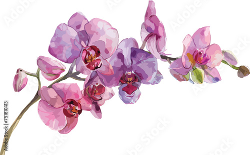 Beautiful pink spring magnolia flowers tree branch watercolor vector illustration isolated on white background with clipping path. Nature background with blossom branch