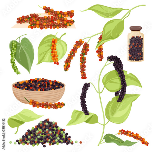 Green and black, pink Brazilian or Peruvian pepper pile, organic spice glass bottle and bowl cartoon vector illustration. Peppercorns of different colors, fresh and dryed whole seeds, plant set