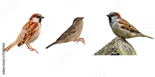 set of pair of sparrows isolated on a transparent background, generative ai