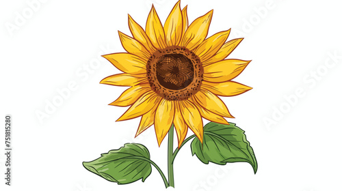 Fototapeta Naklejka Na Ścianę i Meble -  Sunflower flower. Floral botanical flower. Isolated