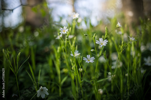 White Stellaria flowers in the forest with sunlight and bokeh effect. Blurred forest in the background