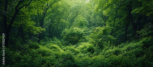 A thick and green forest bursting with numerous trees, showcasing a rich and vibrant ecosystem full of foliage and vegetation.