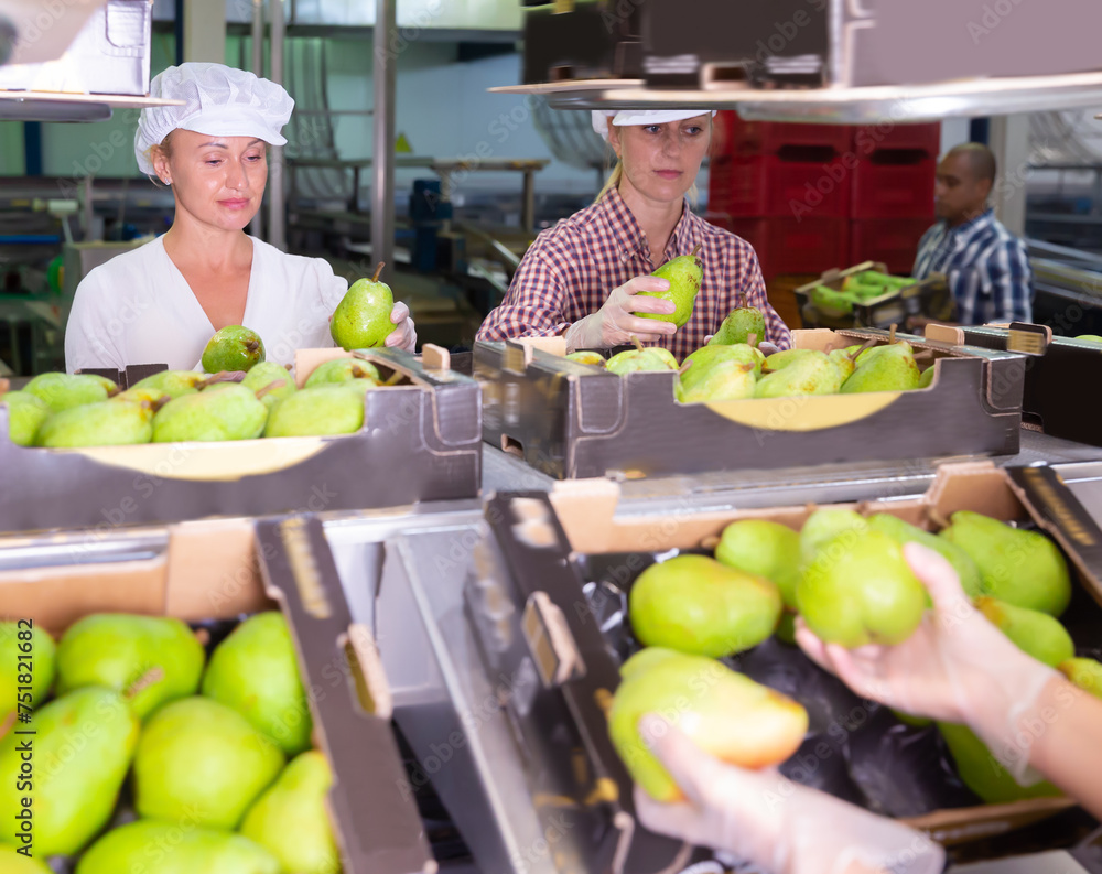 Fototapeta premium Fine female workers sort ripe pears into boxes for sale