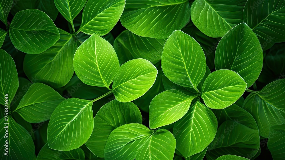 nature ecology leaves background nature ecology leaves background