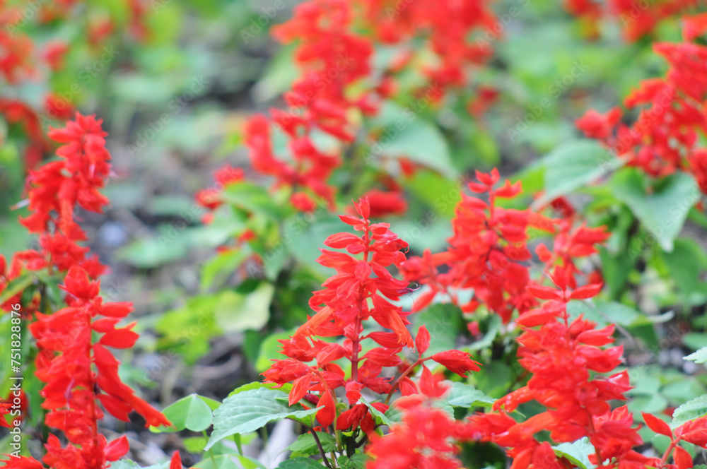 Border with blooming scarlet sage (Salvia Splendens, Lamiaceae) in spring. Selective focus Border with blooming scarlet sage (Salvia Splendens, Lamiaceae) in spring. Selective focus