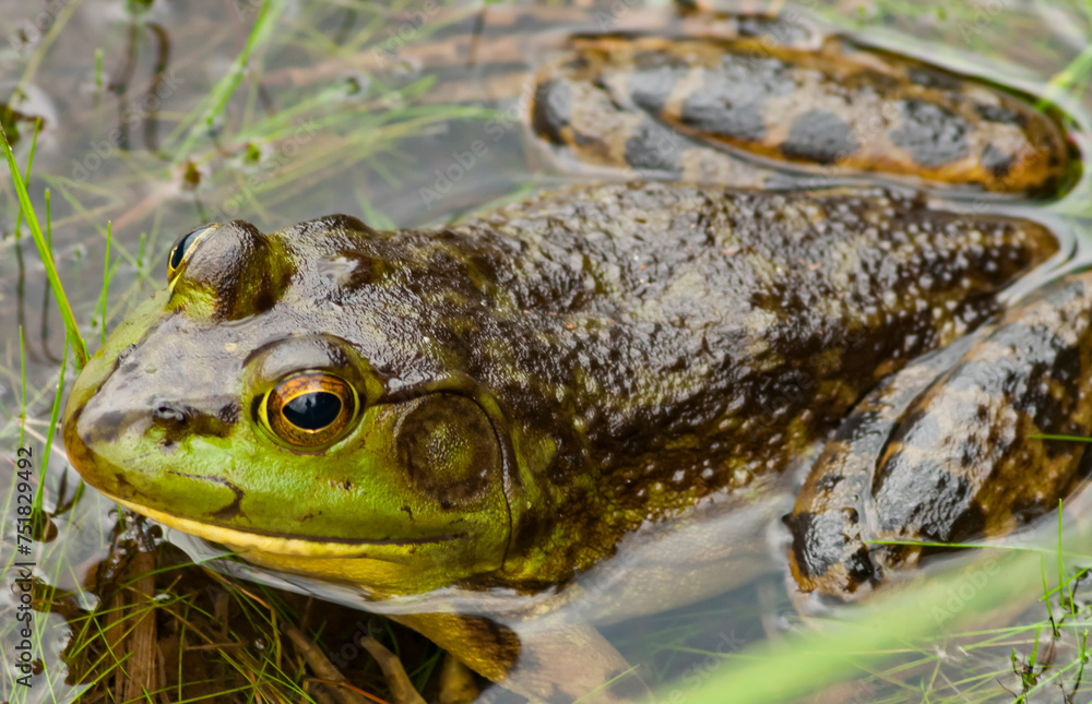 American Bullfrog, Lithobates catesbeianus, Rock Pond, Adirondack Forest Preserve, New York, USA American Bullfrog, Lithobates catesbeianus, Rock Pond, Adirondack Forest Preserve, New York, USA