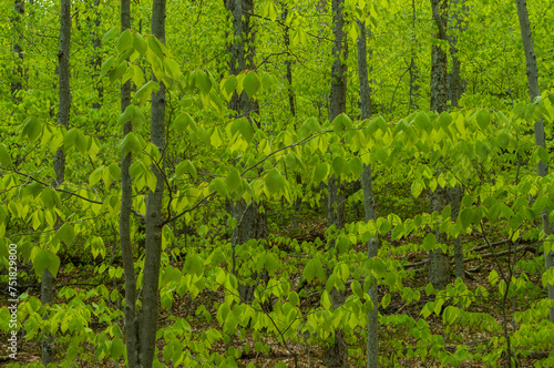 American Beech trees, Fagus grandifolia, Silver Lake Wilderness Area, Adirondack Forest Preserve, New York, USA photo