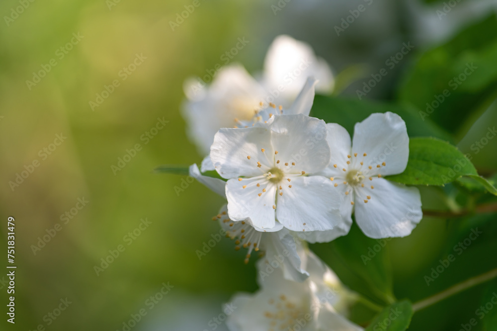 White flowers of a tree in spring