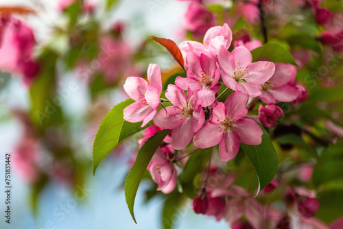 Beautiful pink apple tree flowers in the garden