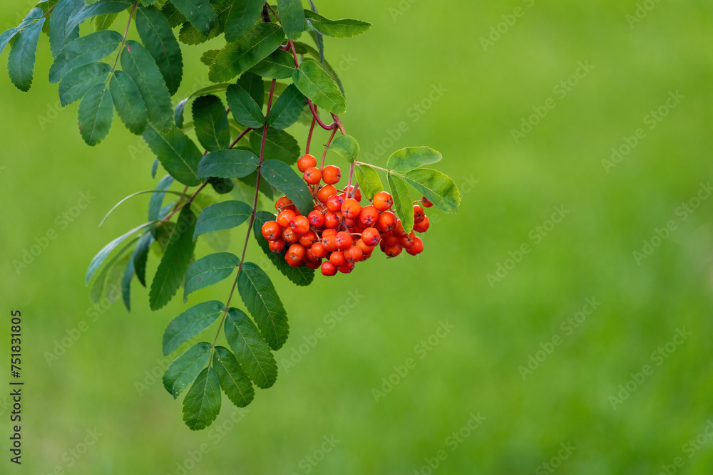 Close up of red rowan berries of a rowan tree in summer Close up of red rowan berries of a rowan tree in summer