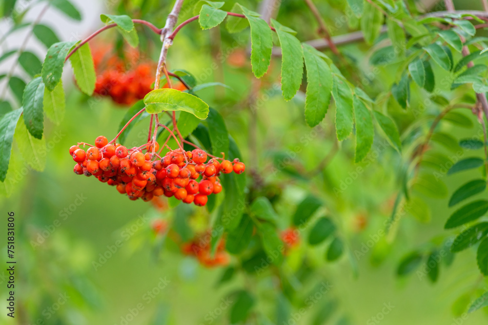 Rowan berries and green leaves Rowan berries and green leaves