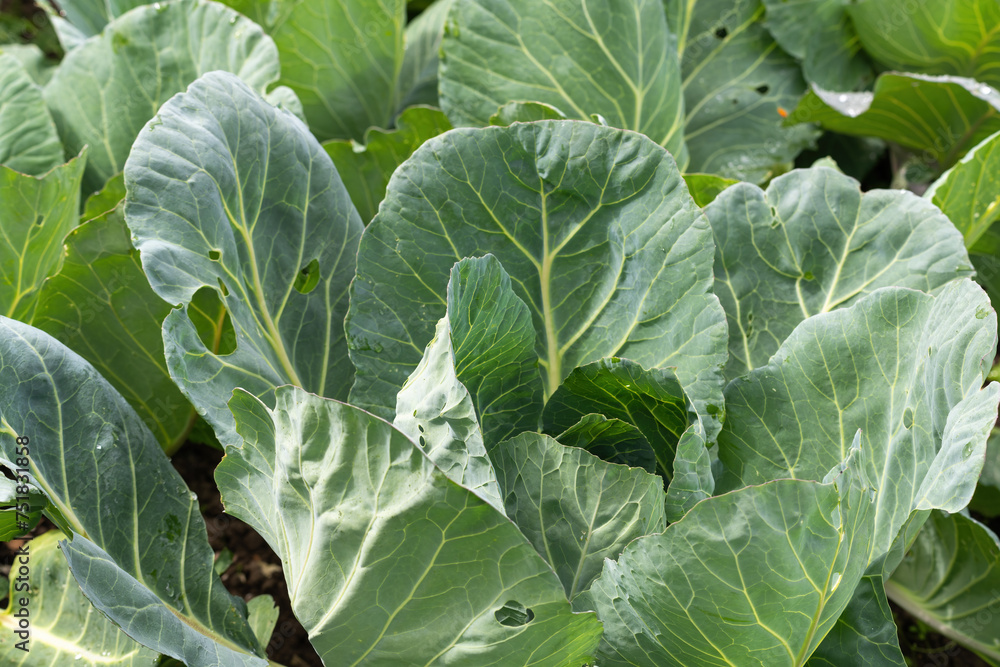 Green organic cabbage growing on the field Green organic cabbage growing on the field