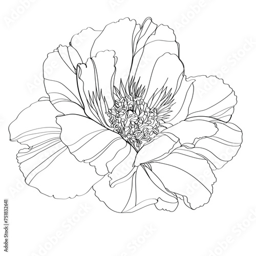 Peony vector illustration. Black and white floral vector illustration of a peony