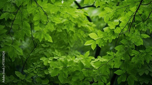 foliage green leaves background
