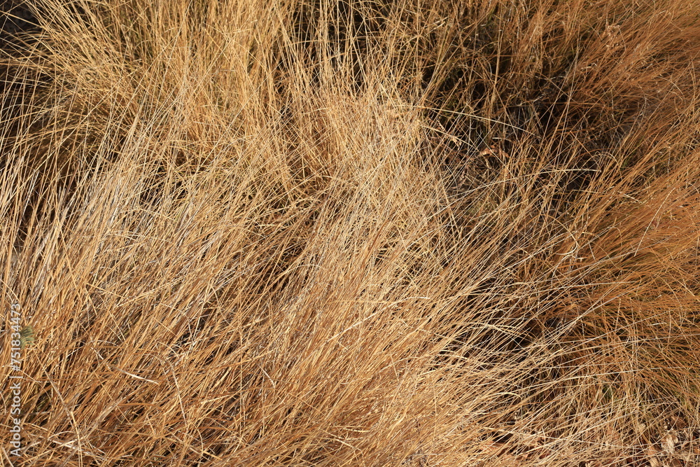 Dry Pennisetum Setaceum Grass also known as Fountain grass Dry Pennisetum Setaceum Grass also known as Fountain grass