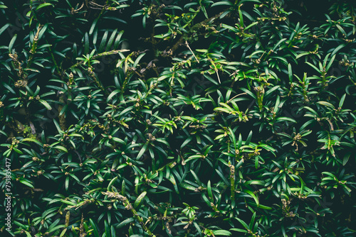 Full frame nature background of a neatly trimmed hedge