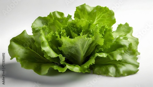 fresh green lettuce leafs isolated on white background