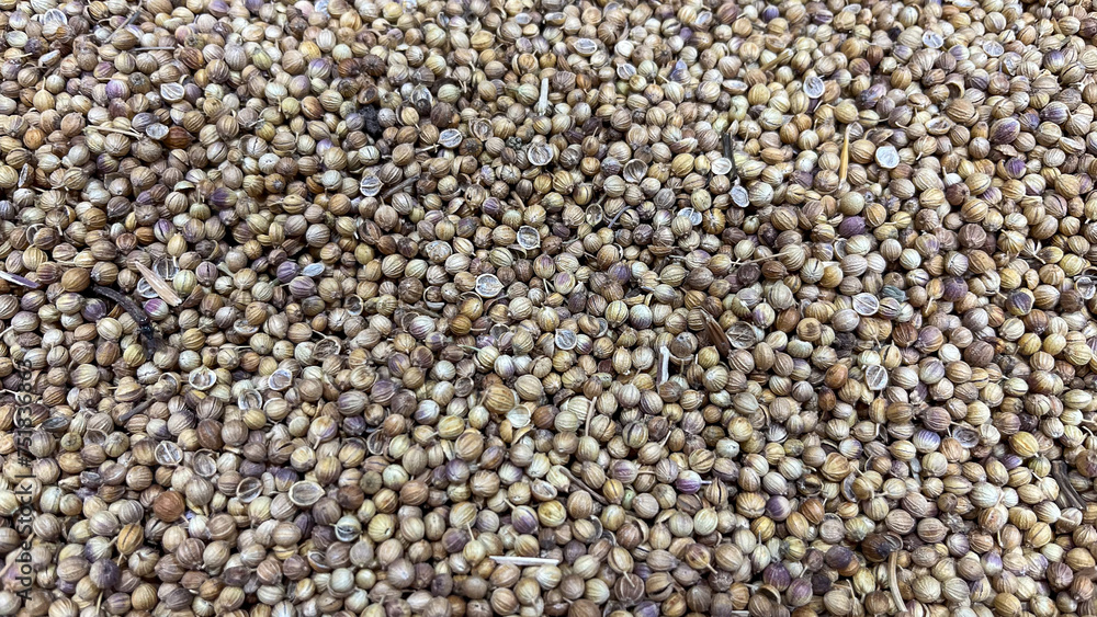 Group of bulk coriander seed Group of bulk coriander seed