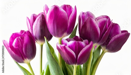 tulips purple tulip flowers isolated white