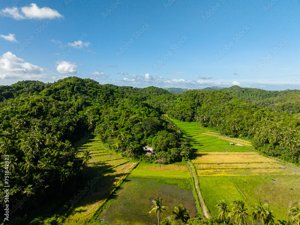 Flying over the mountain forest and paddy rice fields. Santa Fe, Tablas, Romblon. Philippines.