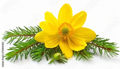 adonis vernalis flower isolated on white background beautiful composition for advertising and packaging design in the garden business