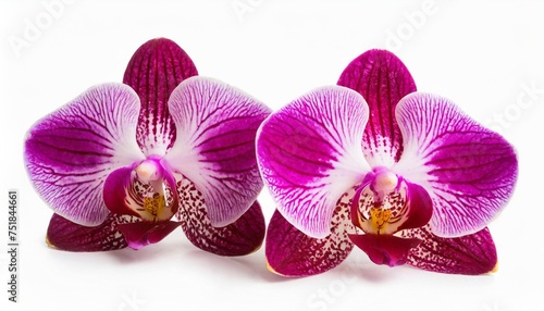 orchids flowers isolated