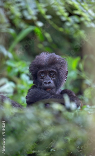 Gorilla Baby in Ugands's Impenetrable National Forest © George Erwin Turner