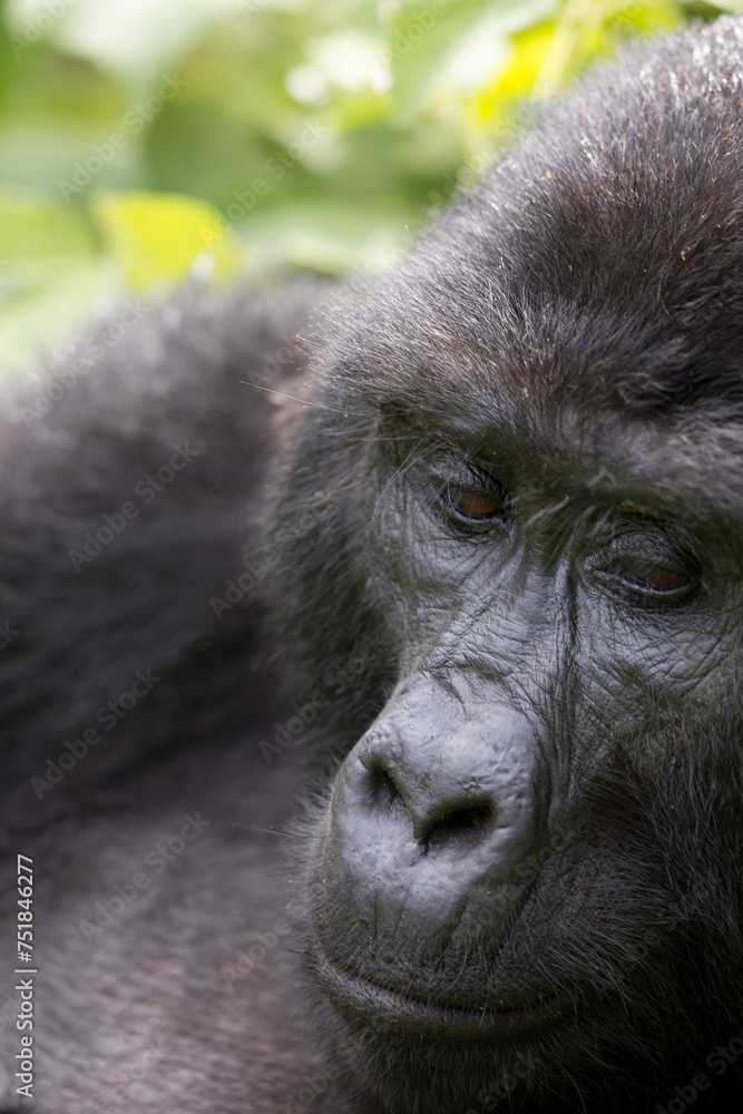 Obraz premium Pensive Gorilla