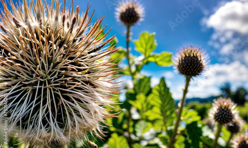 A close-up of a thistle plant with fluffy seeds in front of a blue sky with clouds.