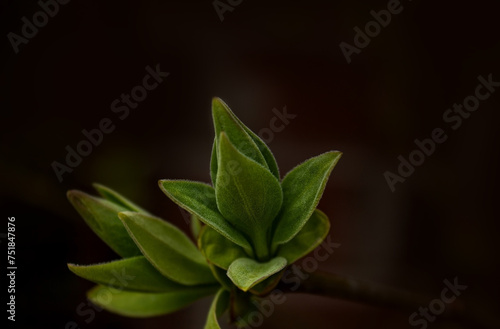 Young lilac leaves on a blurred dark background. Close up. Early spring  Sunny day  dark background. Delicate young green leaves glow in the sun and in backlight.