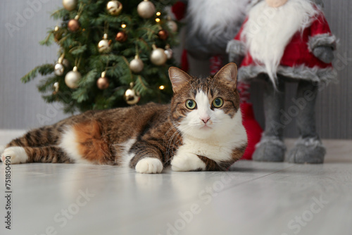 Cute cat lying on floor near Christmas tree and Scandinavian gnomes at home. Lovely pet