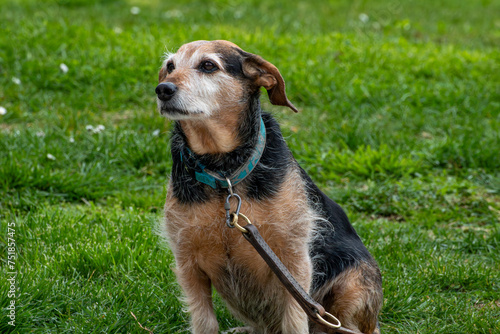 Dog sitting on the grass