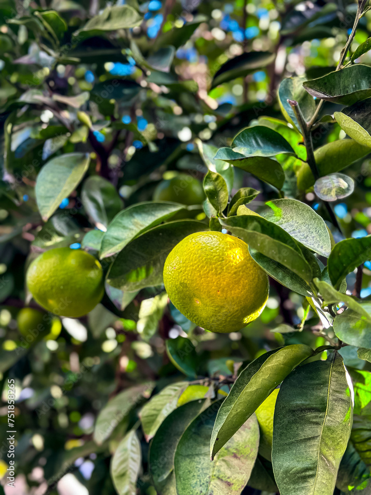 Green tangerines on a tree in the garden, ripening citrus fruits in a farm, selective focus on fruits, juicy fruits, eating healthy food, vegan or vegetarian food. Garden, gardening