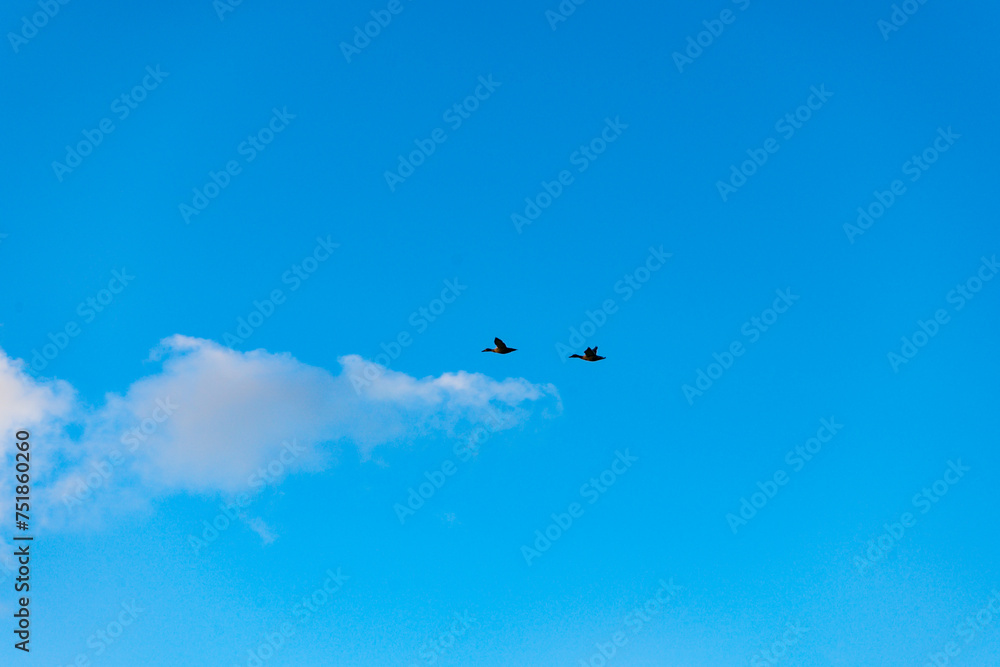 Fototapeta premium Two flying Canadian mallards ducks silhouetted with a blue sky behind.