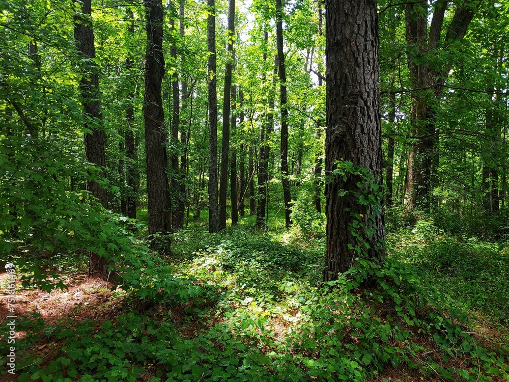 Fototapeta premium footpath in the forest