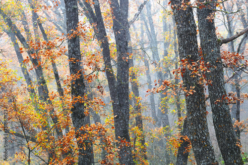Misty autumn forest with colorful leaves photo