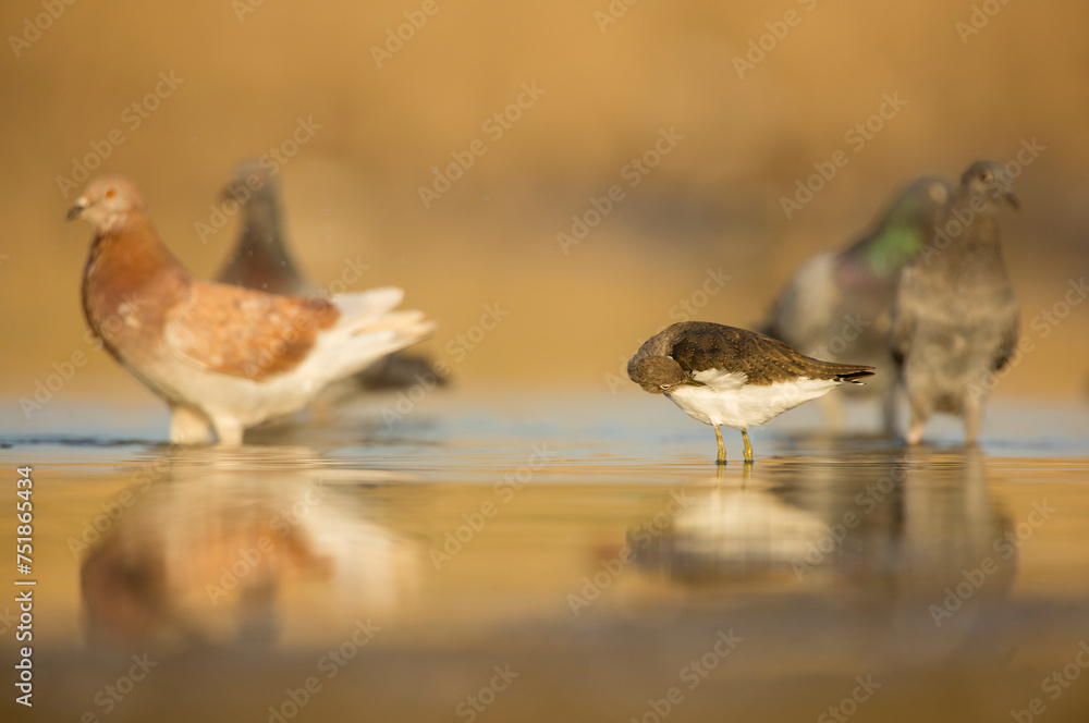 Sandpiper and pigeons sharing a tranquil watering hole Sandpiper and pigeons sharing a tranquil watering hole