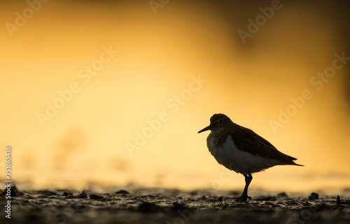 A solitary sandpiper stands in calm with a soft golden light illuminating its plumage against a muted background