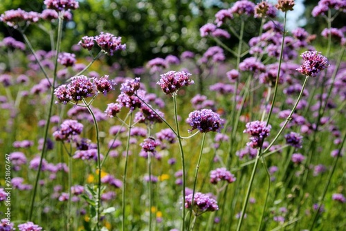 Purple flower  background image  verbena flowers in the garden