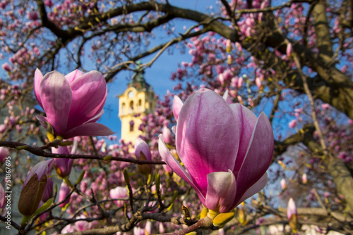 Flower of magnolia in the centre of Szeged photo