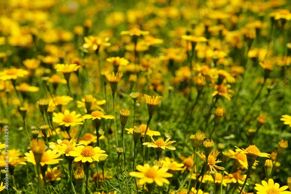 Beautiful yellow flowers on a green background. Garden with flowers, summer meadow Beautiful yellow flowers on a green background. Garden with flowers, summer meadow