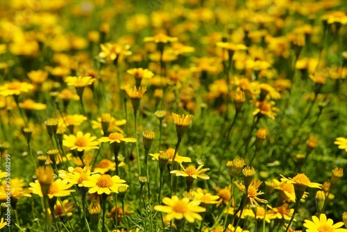 Beautiful yellow flowers on a green background. Garden with flowers, summer meadow